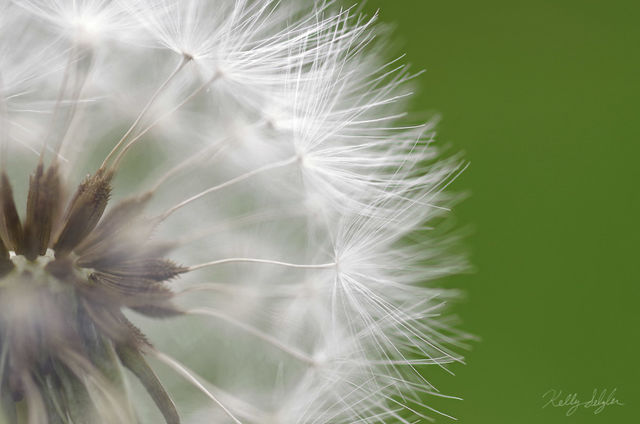 Dandelion Dreaming