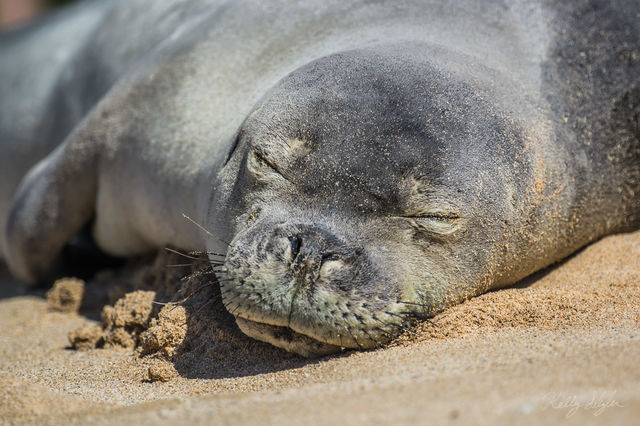 Monk Seal Nap