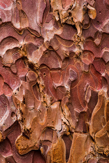 The Designs of a Tree