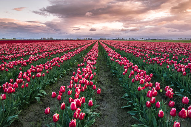 Field of Dreams