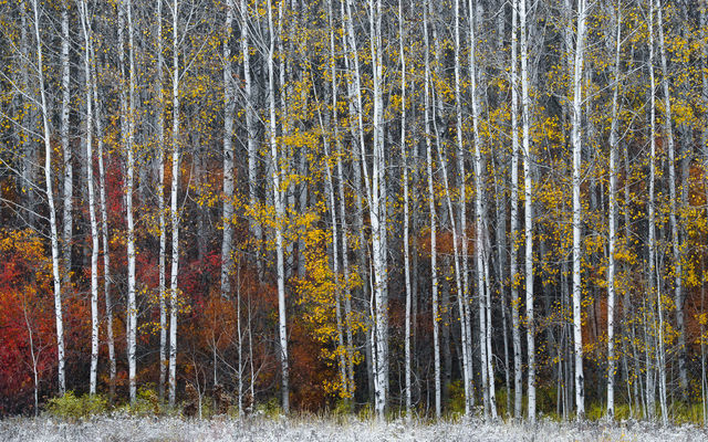 Aspen Cluster