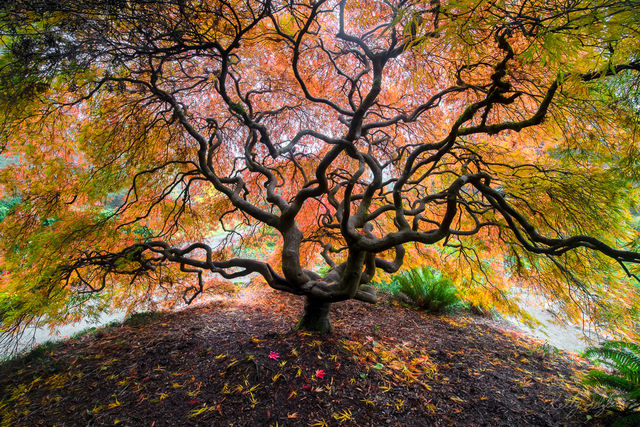 Japanese Maple Wonder