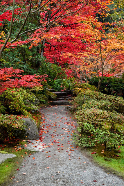 A Path of Color