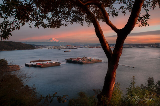 Madrone Tree Sunset