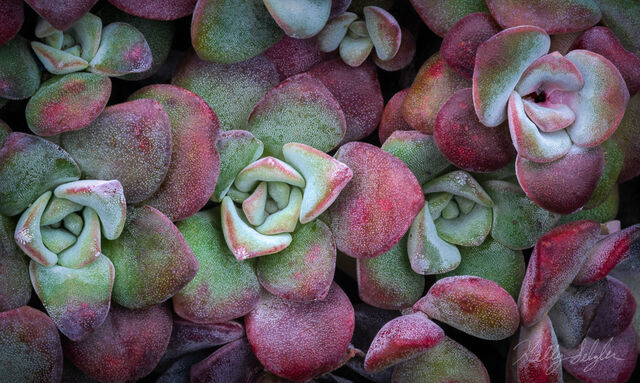 Wild Succulents