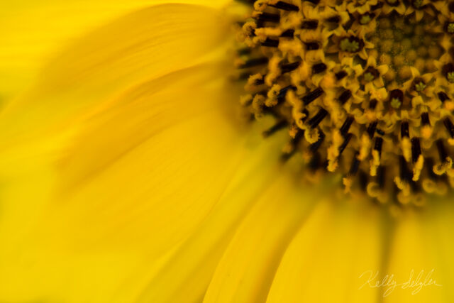 Balsamroot