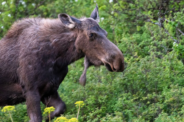 Moose Close-up