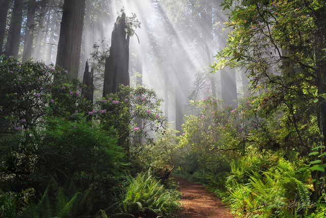 Redwood Dreams