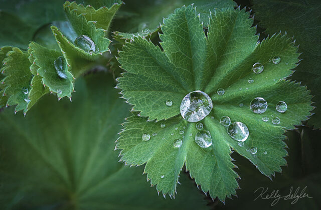 Lady's Mantle