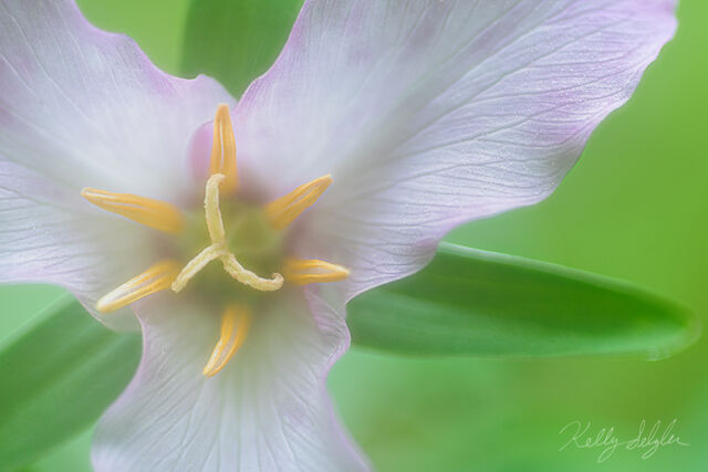 Trillium Softness