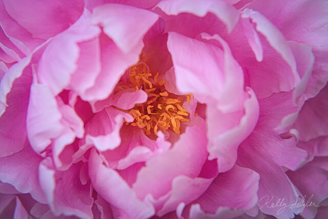 Pink Peony