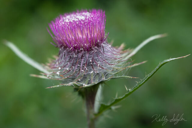 Thistle