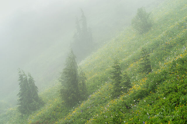 Layers of Green and Yellow