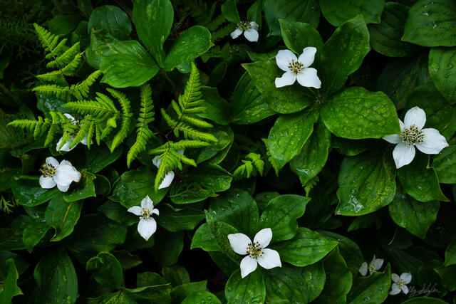 Alaska Wildflowers
