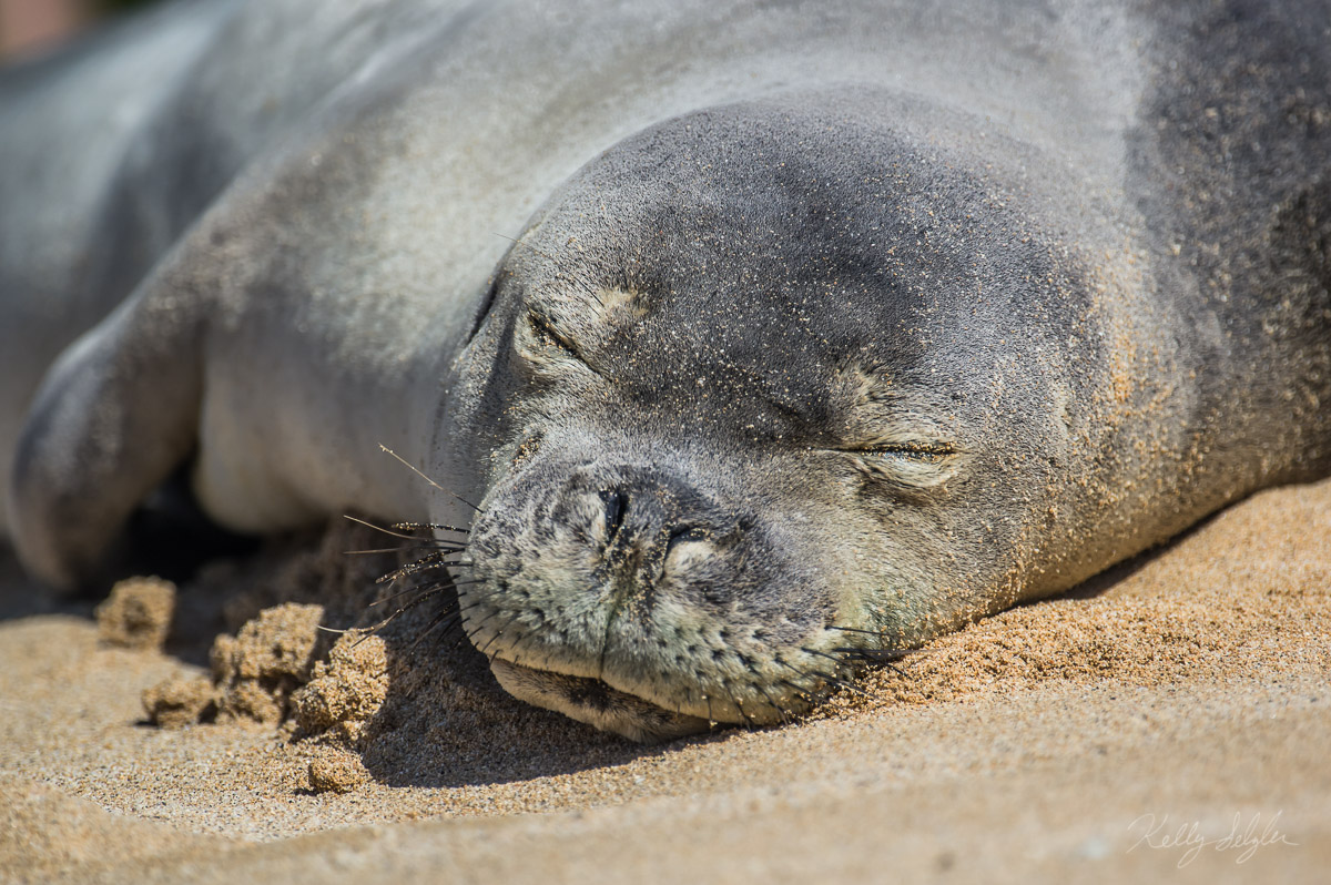 This adorable monk seal decided to take a nap right in the middle of busy Poipu Beach on the island of Kauai. I grabbed my super...