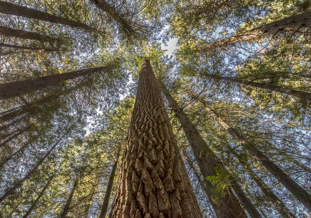 Feeling small in this massive forest of tall trees in Glacier National Park, I wanted to give perspective on how tiny we are...