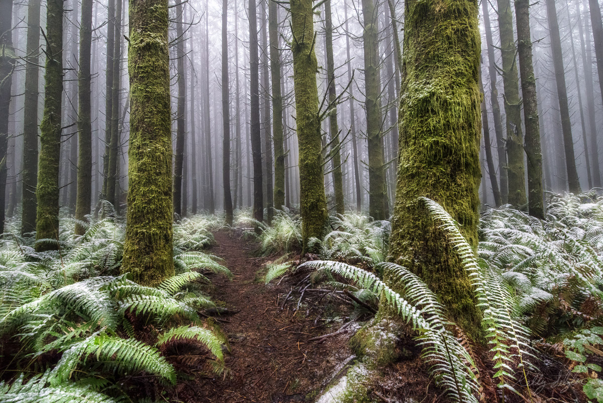 This forest was like something out of a movie. With the thick fog and light dusting of snow on the ferns, I felt like I was in...
