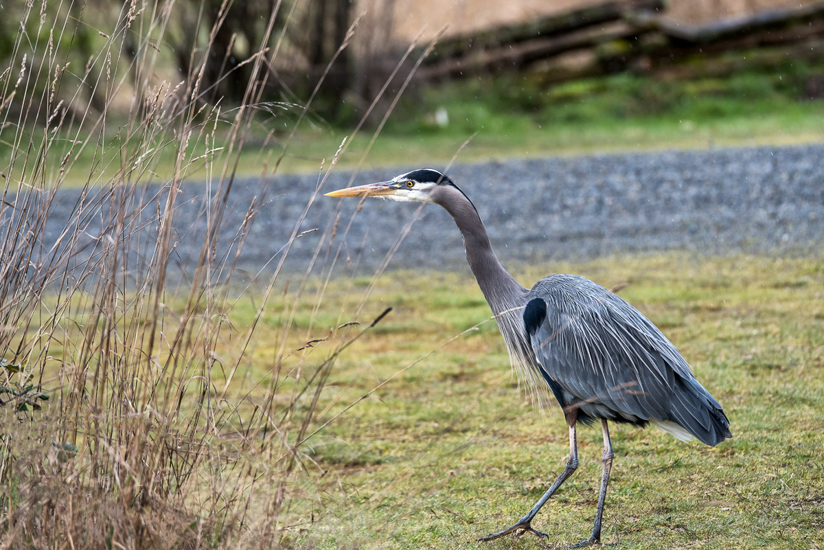 It was fun photographing this heron at Fort Nisqually, although he was a bit unsure of my 2-year-old daughter. I don't blame...