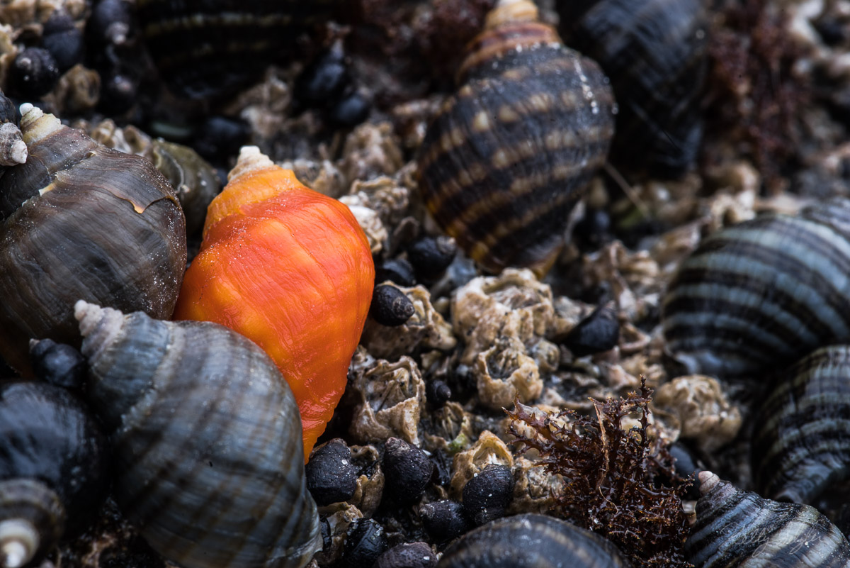 As I was scouting around Second Beach for some sea life to photograph, my husband was looking around too. He spotted this tiny...