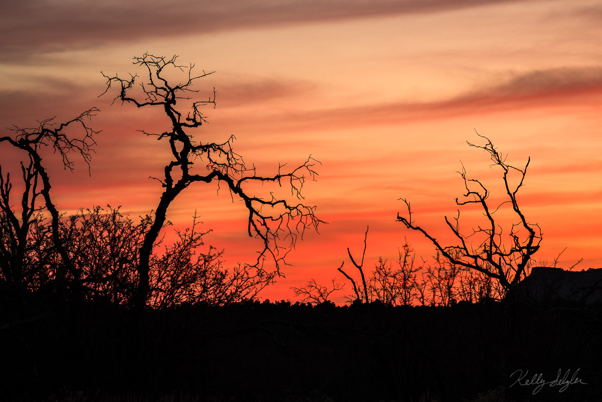 A pulled in shot of some amazing silhouetted trees during an unforgettable sunset in Zion National Park.