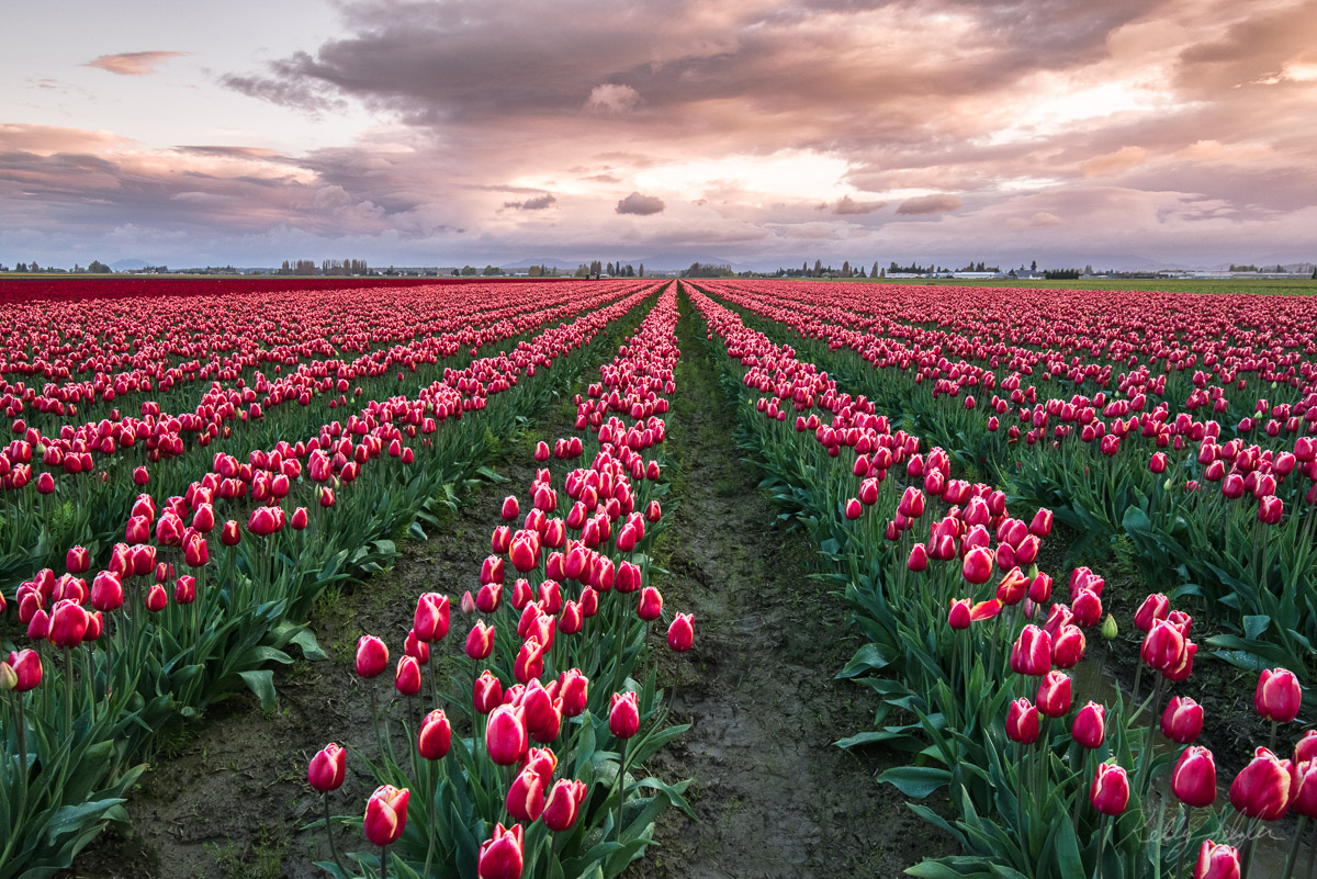 Thankful for wearing my rubber boots, I trudged through the muddy tulip fields of the Skagit Valley enjoying the vast array of...