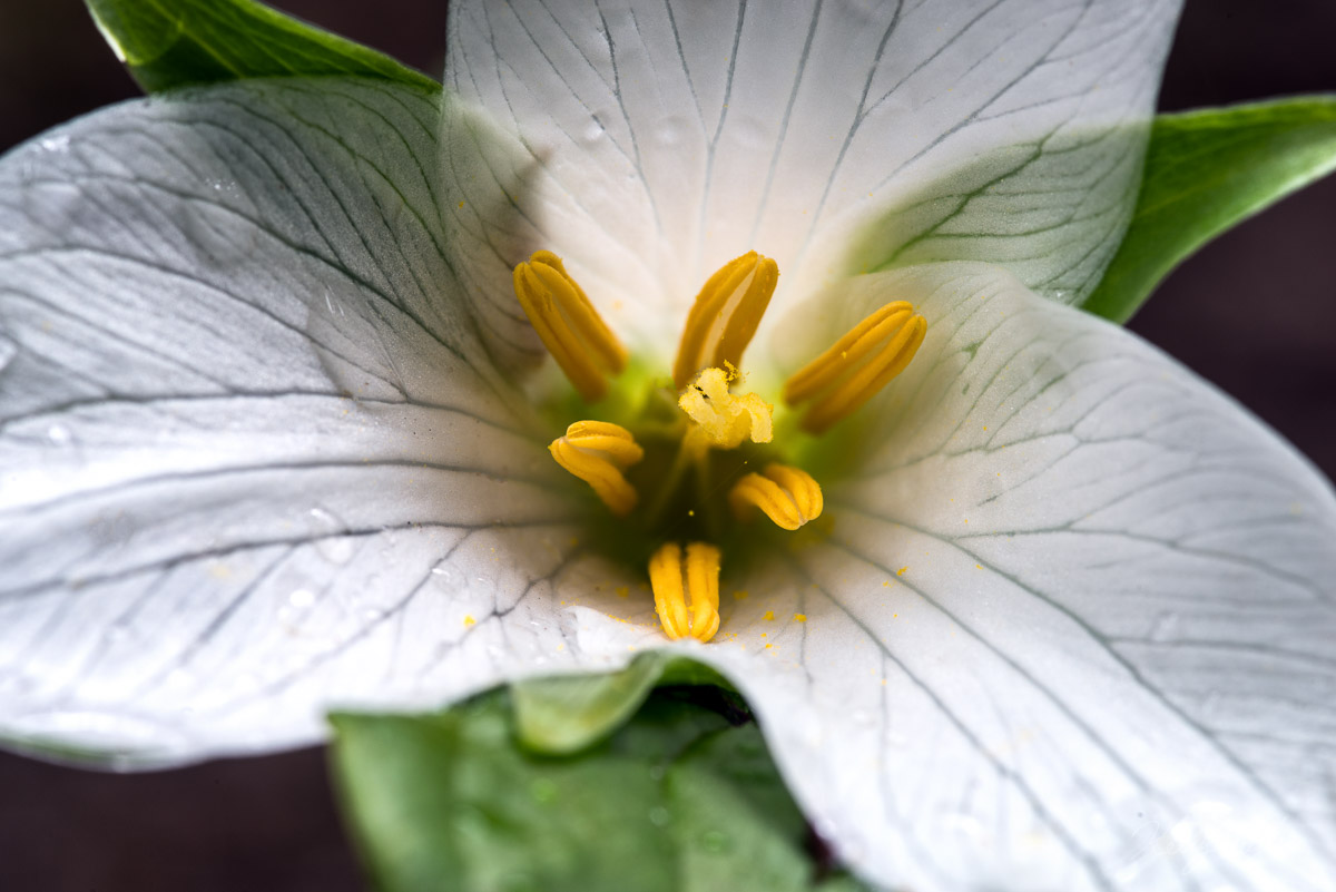 This was the first time I had ever seen a Trillium wildflower and I happened to find the absolute perfect one. I have since fallen...