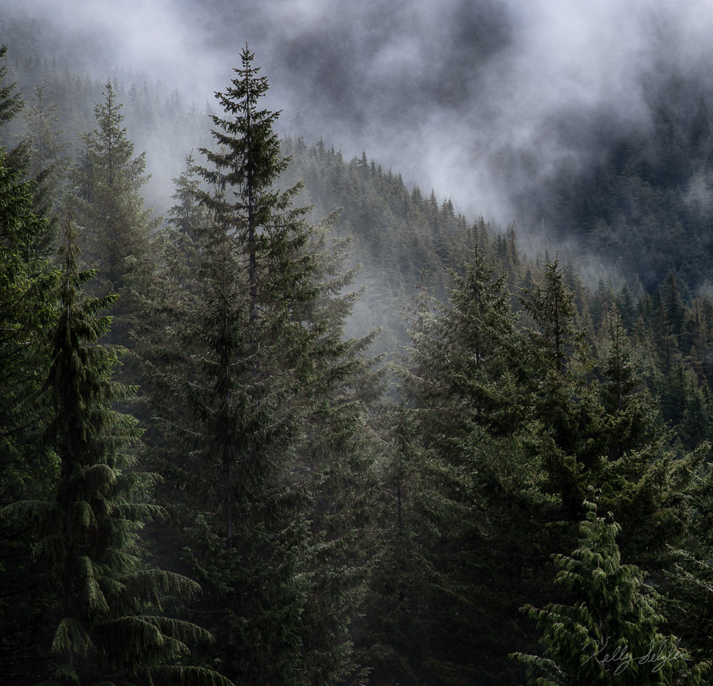 Fog and fir trees are one of my favorite things to photograph. I love the moods portrayed in these type of photos.