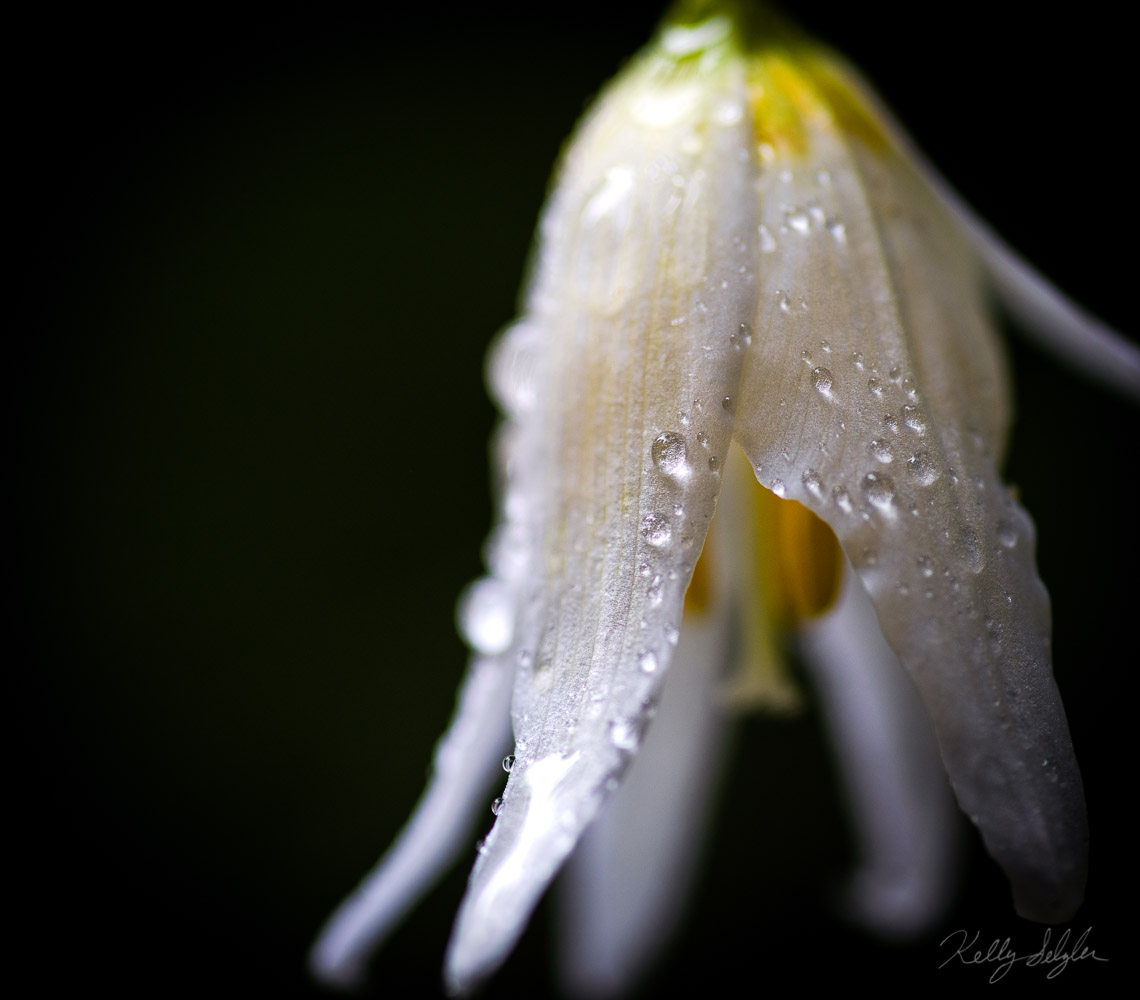 I was attracted to this avalanche lily because of the dew drops and dark background. It took me a good 20 minutes to find the...