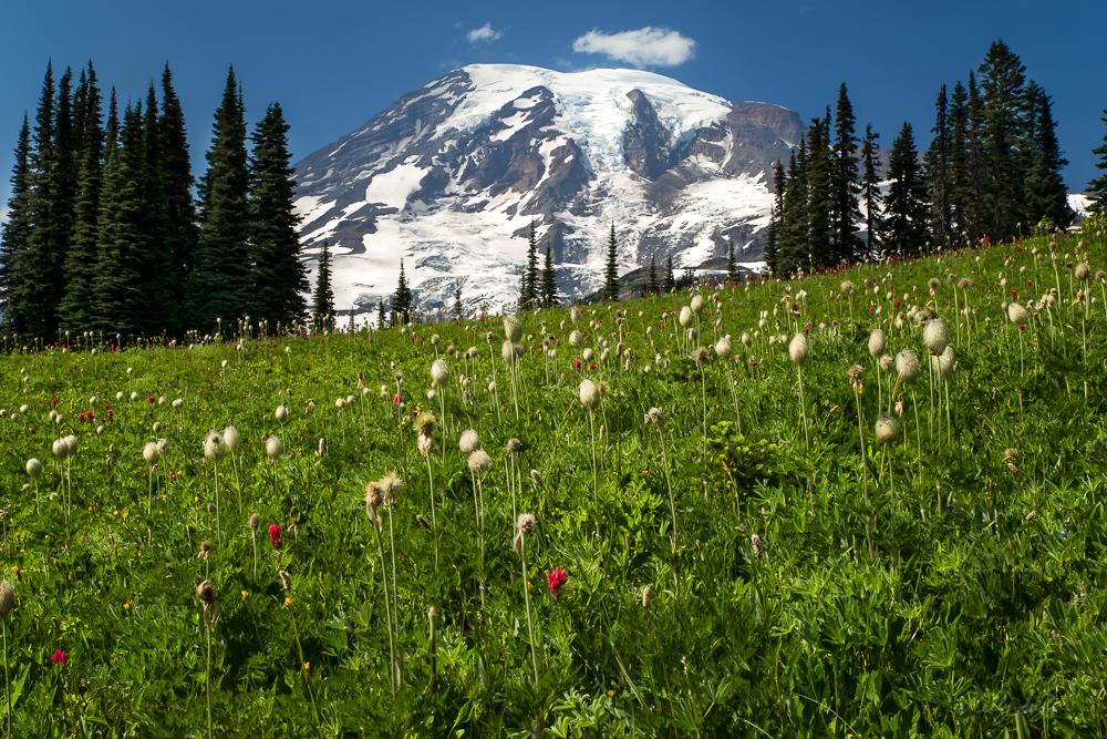 Heading up the Lakes Trail at Mazama Ridge near Paradise offers a great opportunity to capture those classic Mt. Rainier photographs...