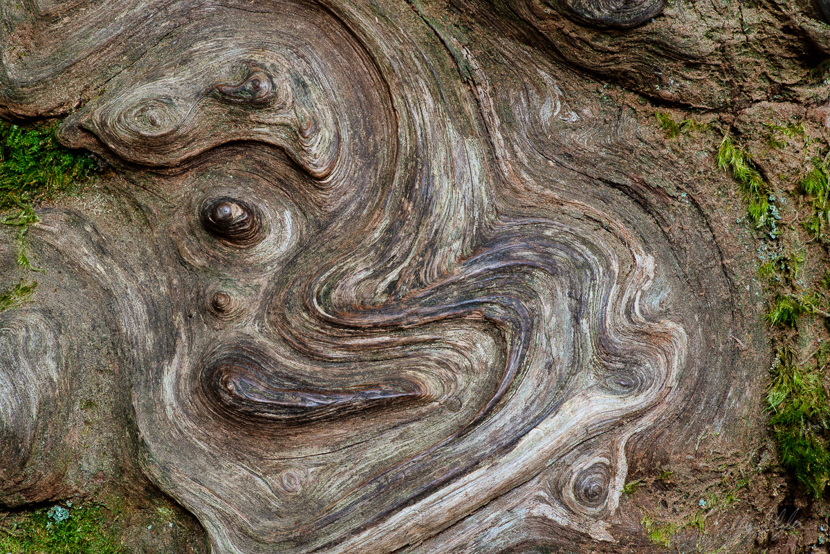 My daughter discovered the swirl patterns on this tree as we were hiking at Grove of the Patriarchs in Mt. Rainier National Park...