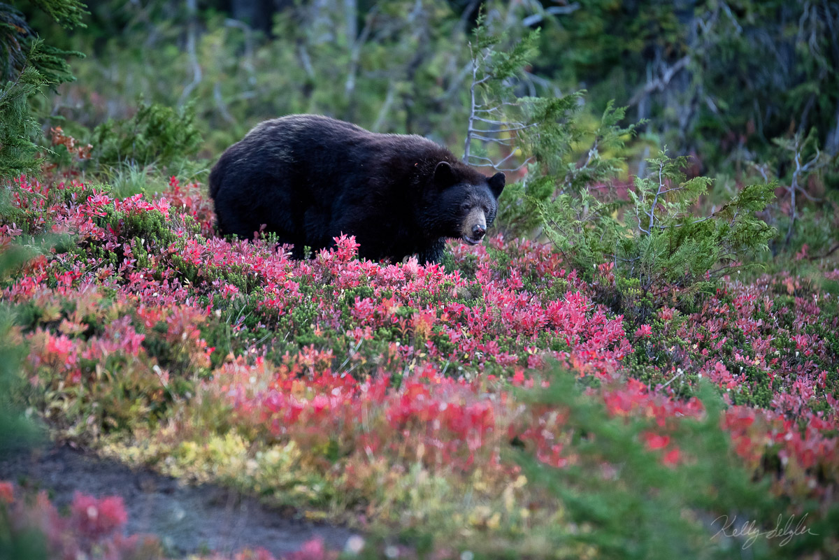 Coming out of the woods, when I first entered Spray Park, there he was. A huge black bear indulging on huckleberries. Oh, what...