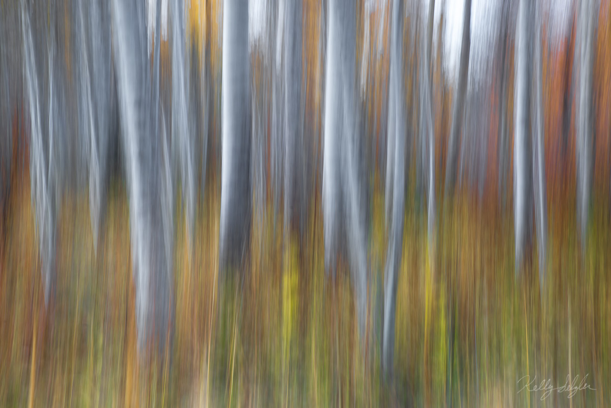 There are small pockets of beautiful aspen trees in the Leavenworth area of Washington and they are definitely a treat to photograph...