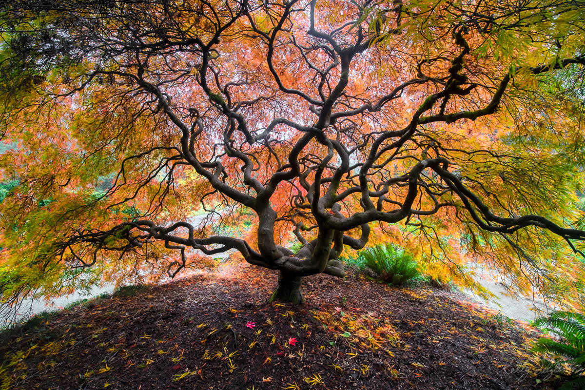 This was my first time photographing one of these classic Japanese maple trees. I love the sweeping branches and rich fall colors...