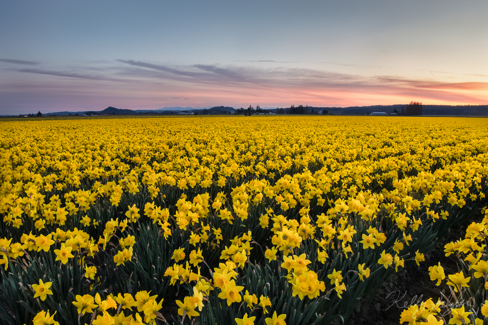 Fields of Yellow
