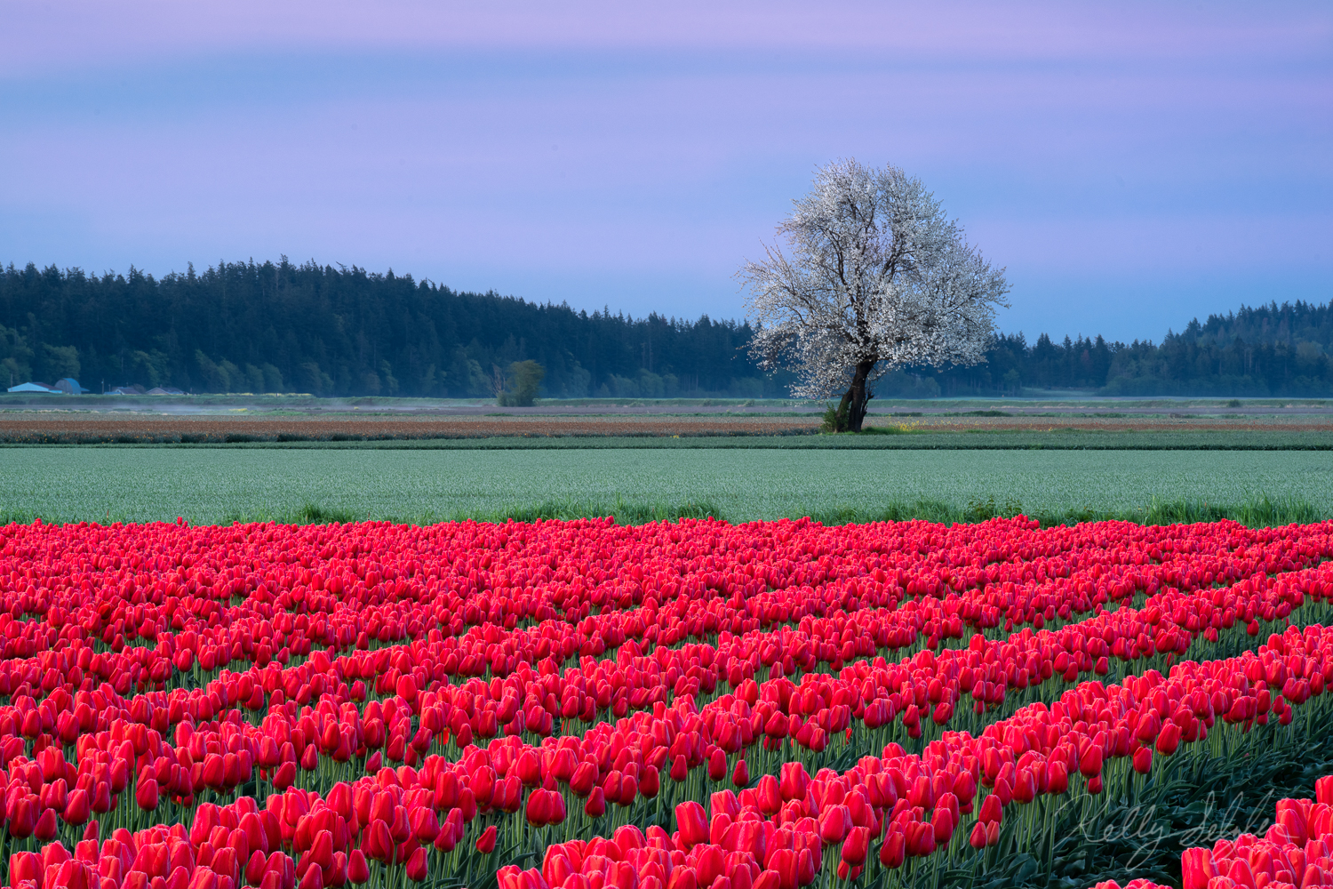 As the sun was rising in the tulip fields of Skagit Valley, the sky turned a beautiful haze of pink/purple.