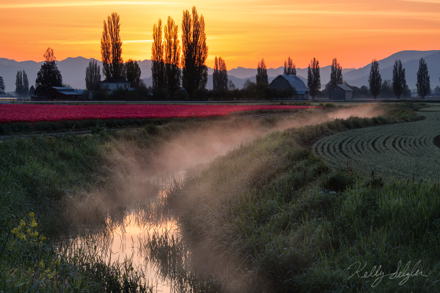 A gorgeous sunrise in the Skagit Valley among the red tulips.
