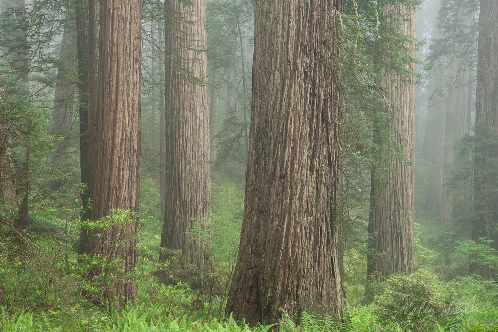 I still cannot believe how massive these trees are. The redwoods are a must see!