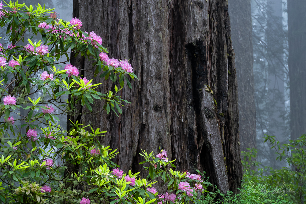 I really liked how the bright pink flowers stood out in front of the dark redwood tree behind them.