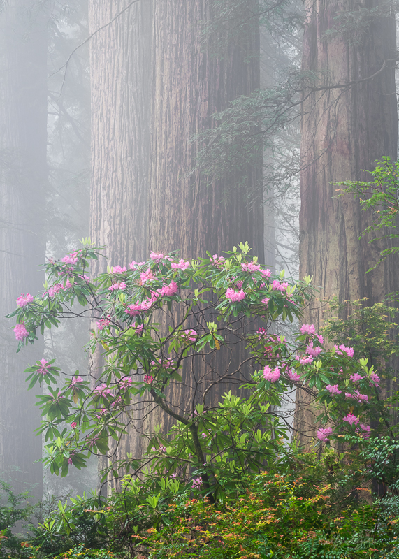 My first time in the Redwoods last year, I had no idea the best places to go to see the rhododendrons. I scouted out a random...