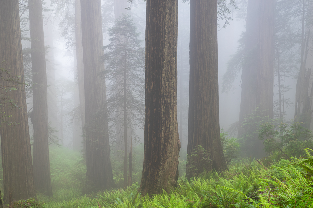 I liked this scene because it shows how small these huge redwood trees once were.