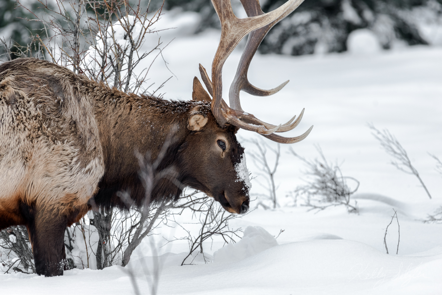 This huge bull elk was such a beautiful sight to see while driving along the Bow Valley Parkway.