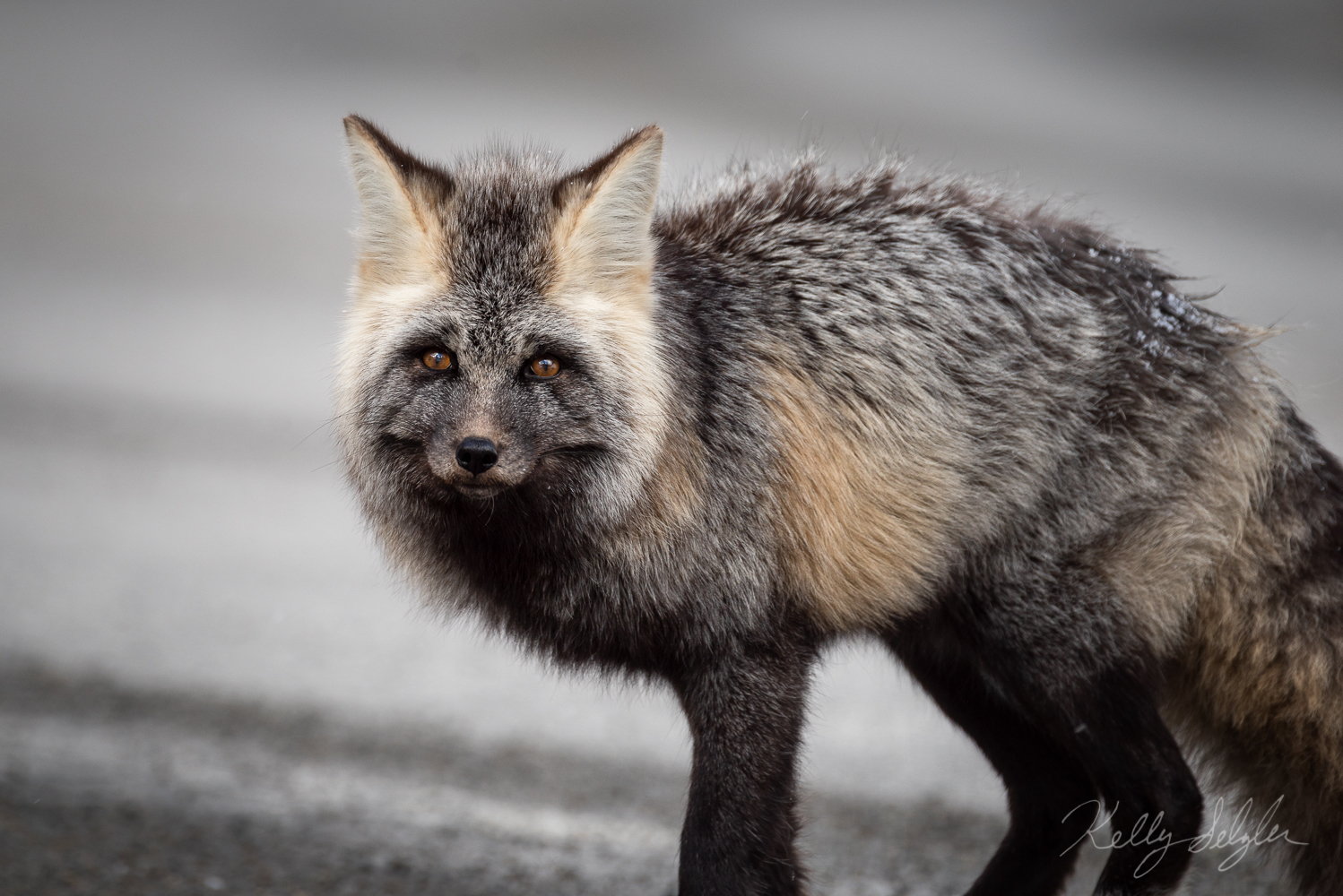 On the drive down from Paradise in Mt. Rainier National Park, we ran into this little guy. The Cascade Red Fox is a rare subspecies...