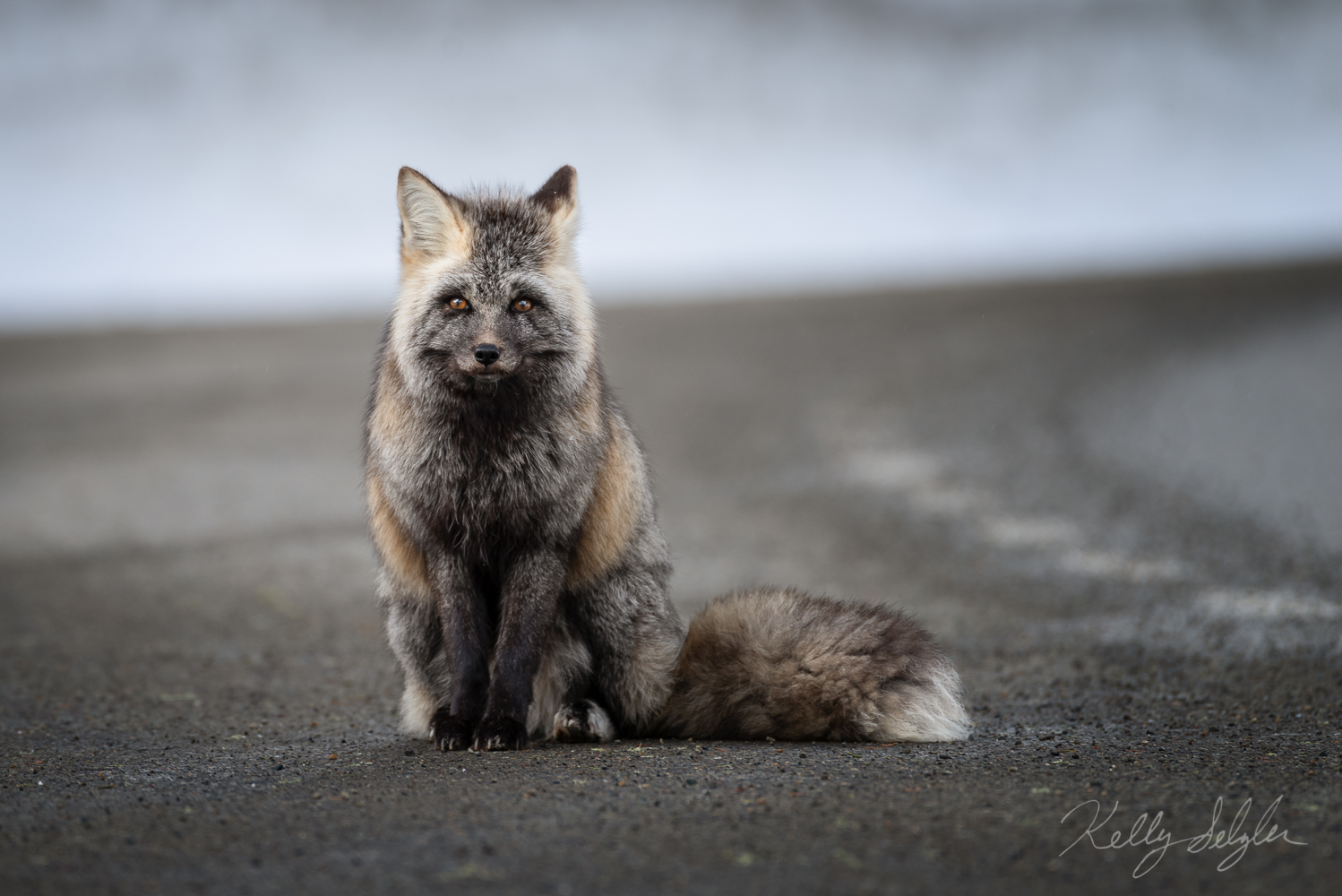 As I was sitting on the ground to photograph this fox, it sat quietly and posed for me.