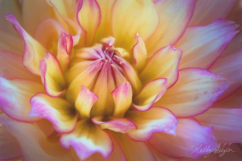 A friend invited me to capture some of the dahlias in her backyard. They were gorgeous!