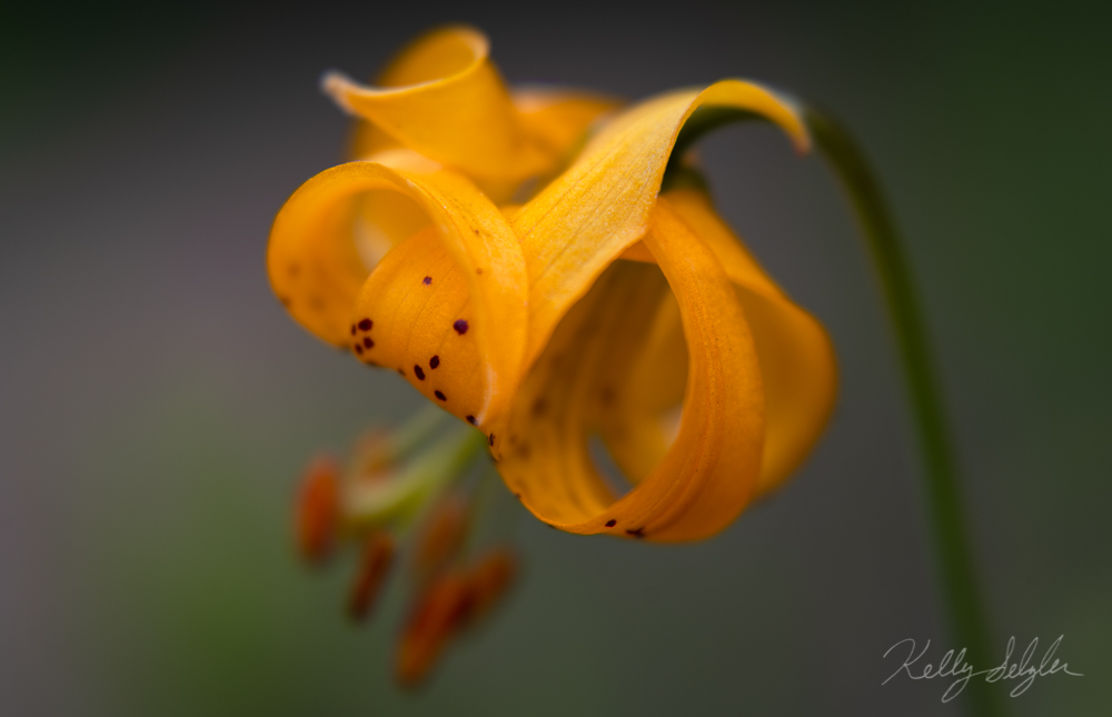 One of my favorite wildflowers, the Tiger Lily is out in abundance in the mountains of WA state.
