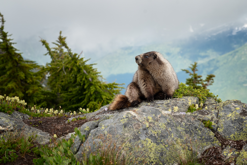 After playing with a fellow marmot, this one stopped to perch on a rock nearby.