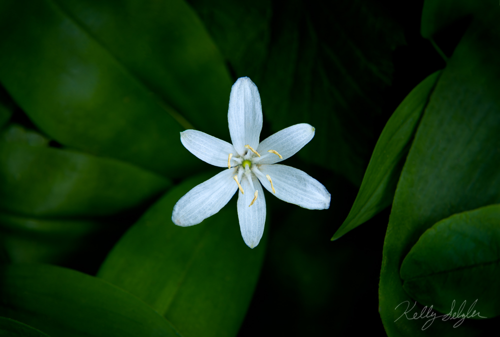I loved this small white flower against the dark background of leaves.