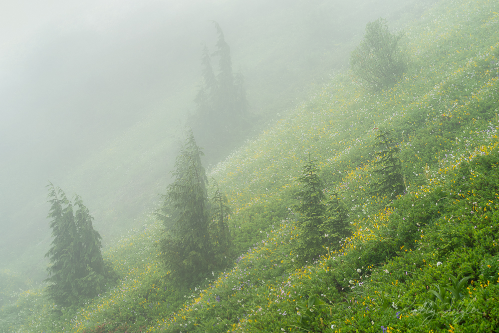 The yellow flowers looked so beautiful peeking out among this green mountainside.