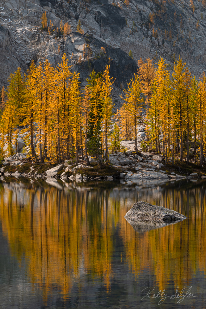 The golden larches that bless the mountainsides in small areas of Washington state every fall are a magical sight to see.