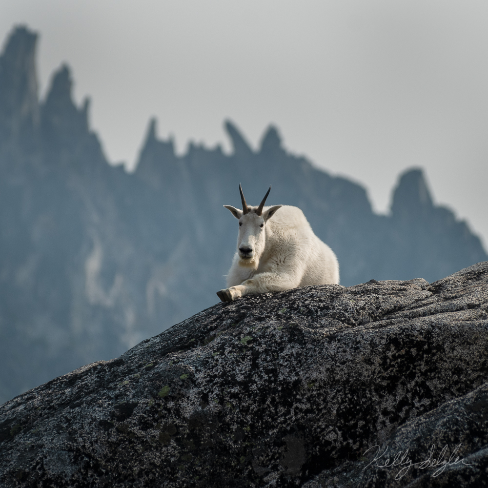 I loved the way the horns of this goat lined up with the peaks behind it.